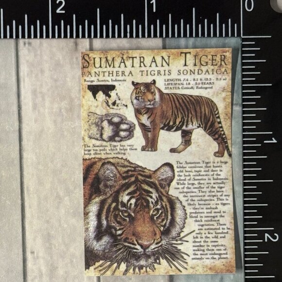 ๐10/$10๐ Classic Vicious Cats Lion Tiger Cheetah Reusable Washi Sticker Decal - Picture 1 of 1